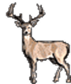 Elegant deer with prominent antlers