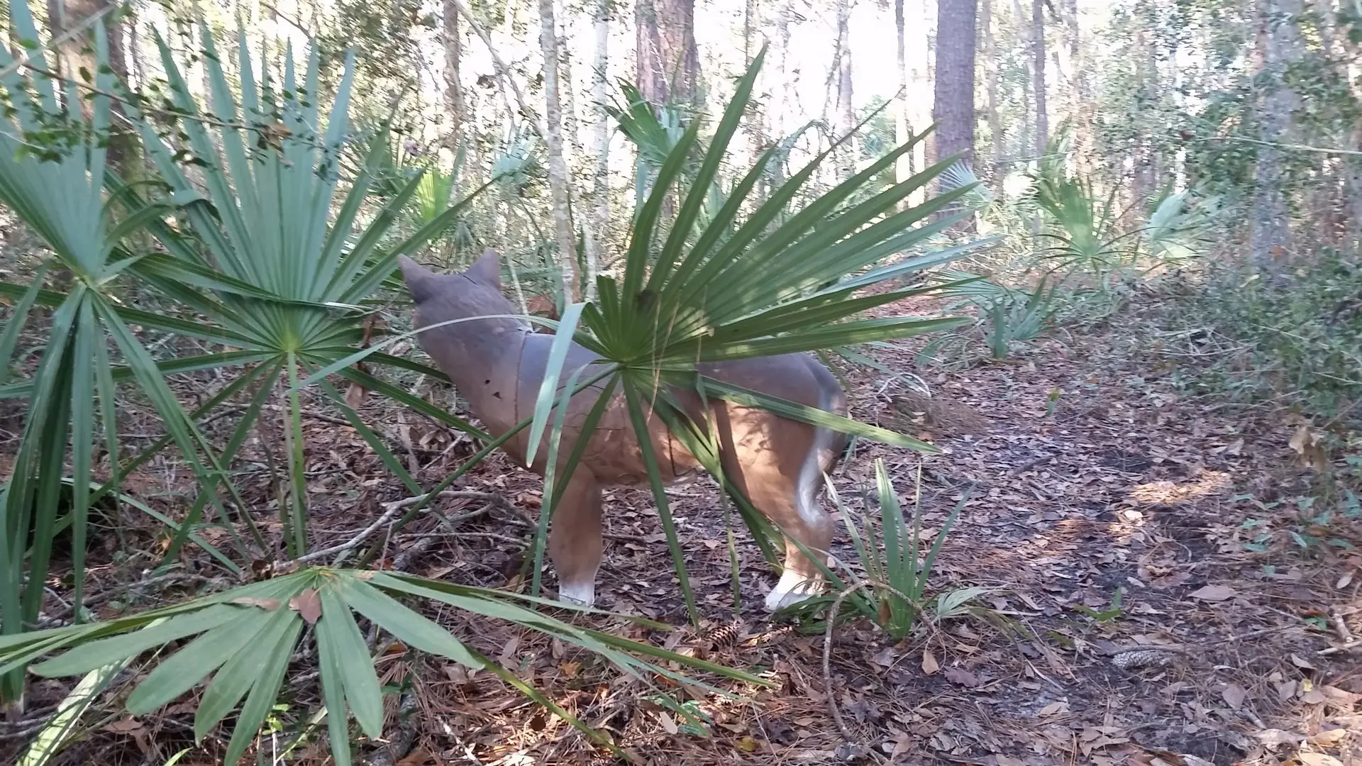Archery target in wooded area