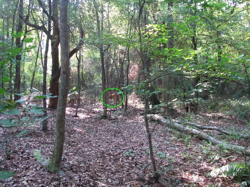 Dense woodland with scattered sunlight and trees.